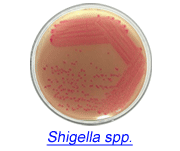 shigella.gif