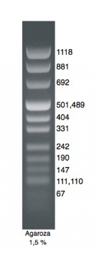 DNA Marker pUC.Mix.PNG
