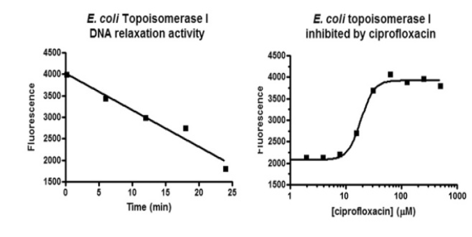 DNA relaxation assays.PNG