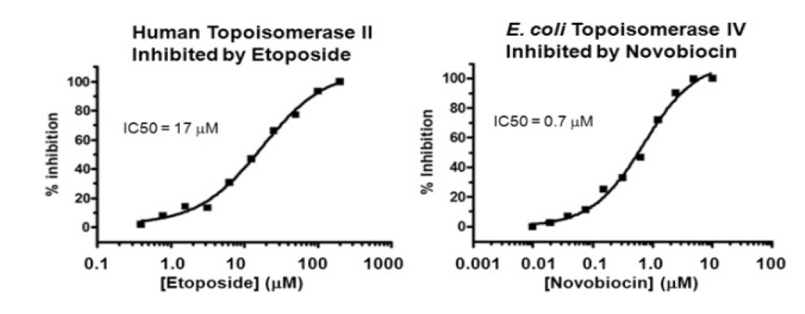 Topoisomerase DNA decatenation assays.PNG