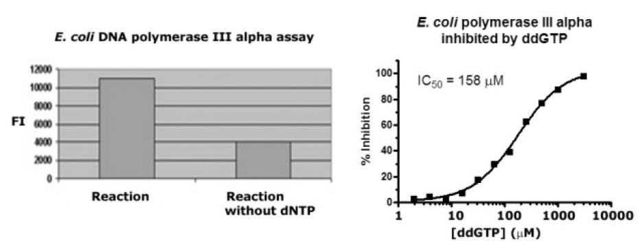 Bacterial DNA polymerases.PNG