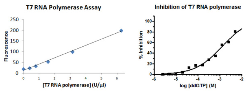 Bacteriophage RNA polymerases.PNG