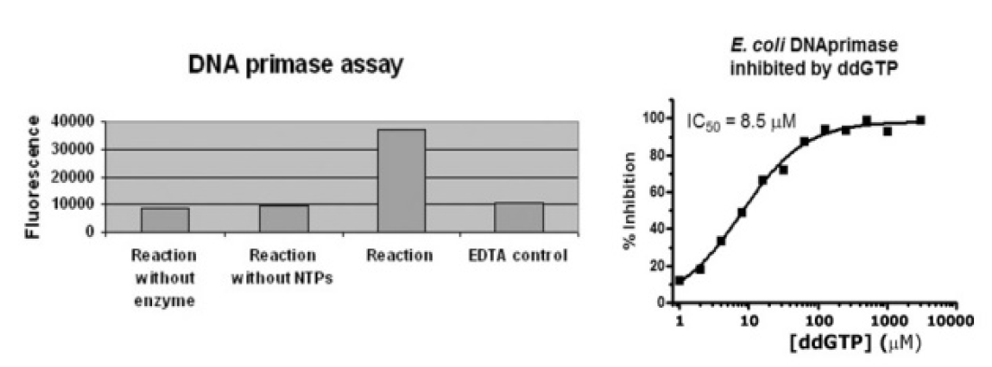 DNA Primase Assays.PNG