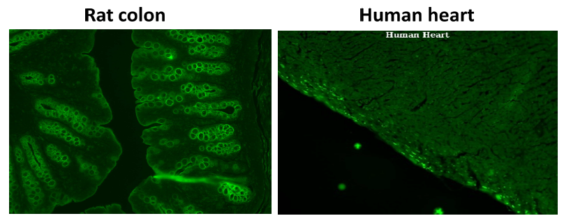 TissueCellParticle Fluorescence Staining.PNG
