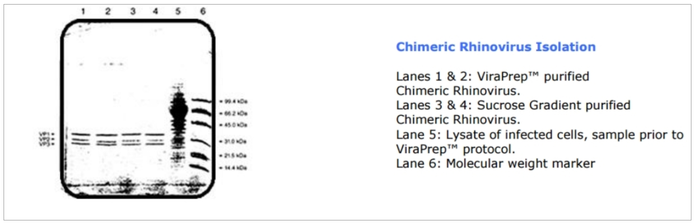 19. Vira Lamda_1.PNG