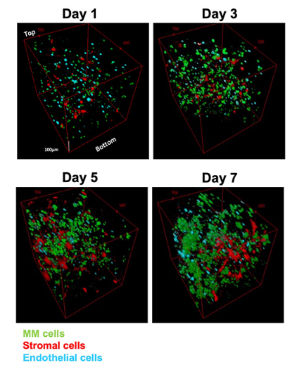 Mouse Peripheral Blood 3D Matrix_#1.PNG