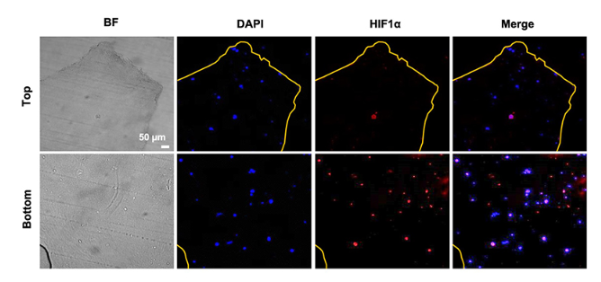 Mouse Peripheral Blood 3D Matrix_#2.PNG