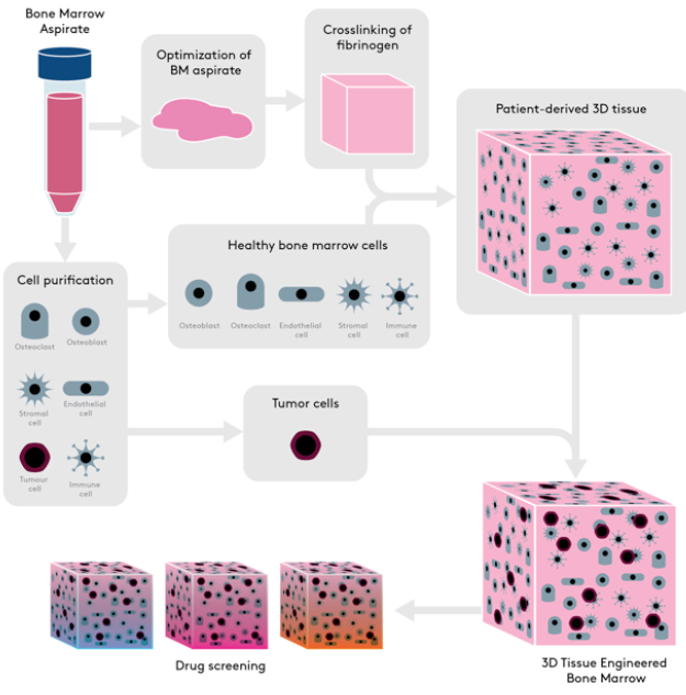 Mouse Peripheral Blood 3D Matrix_#5.PNG