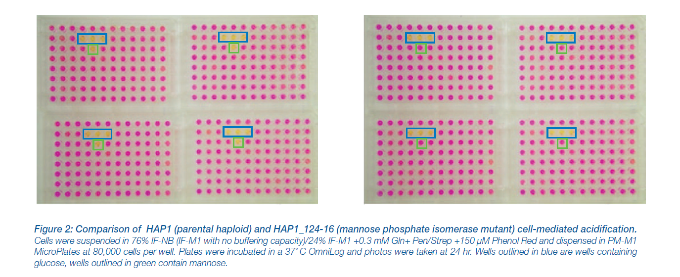 CRISPR Gene Editing and Metabolic Phenotype Expression in a Haploid Cell Line_3.PNG