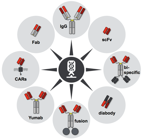 2-Antibody Engineering Services.png