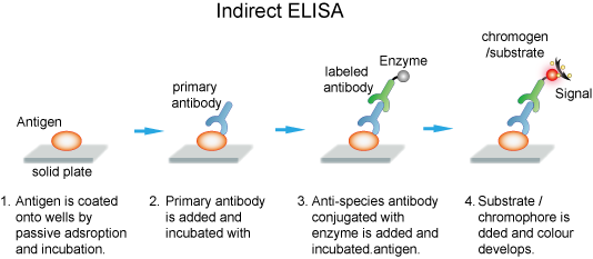 Indirect-ELISA.png