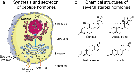 protein-and-peptide-hormone.png