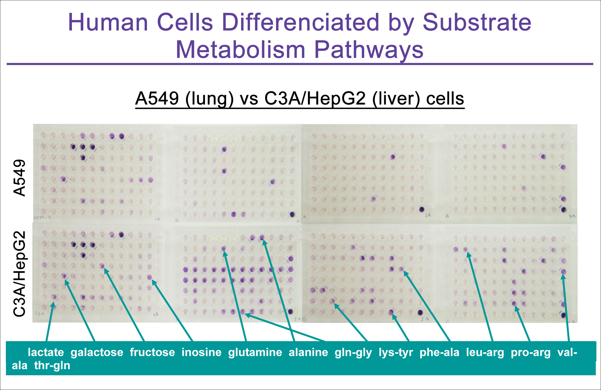 cancer_cell_metabilism_figure2.jpg