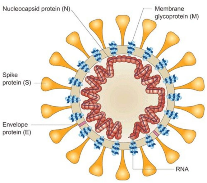 Recombinant-2019-nCoV-Antigens-1.jpg