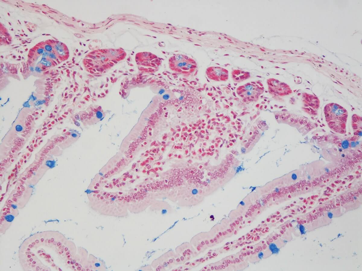 KH07001-Alcian-Blue-Gut-20x.jpg