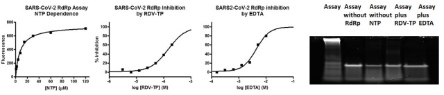 SARS-Cov-2_RdRp_assay_web_fig_2.jpg