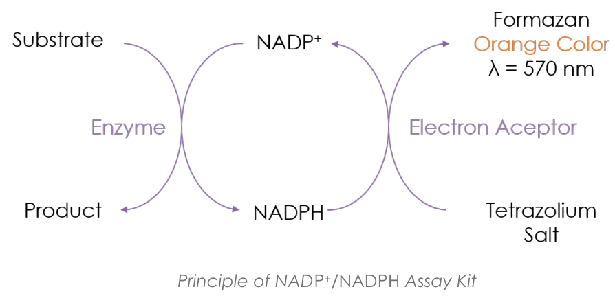 NADP-NADPH.PNG