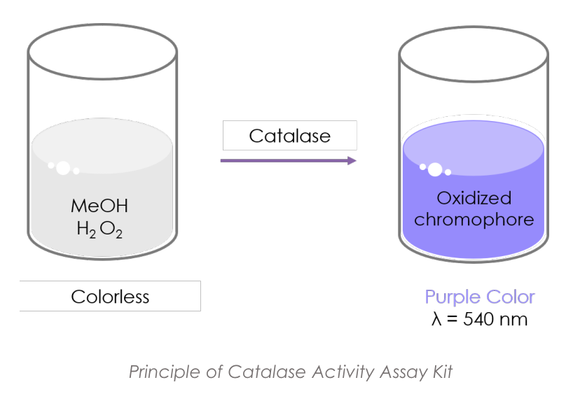 Catalase.PNG