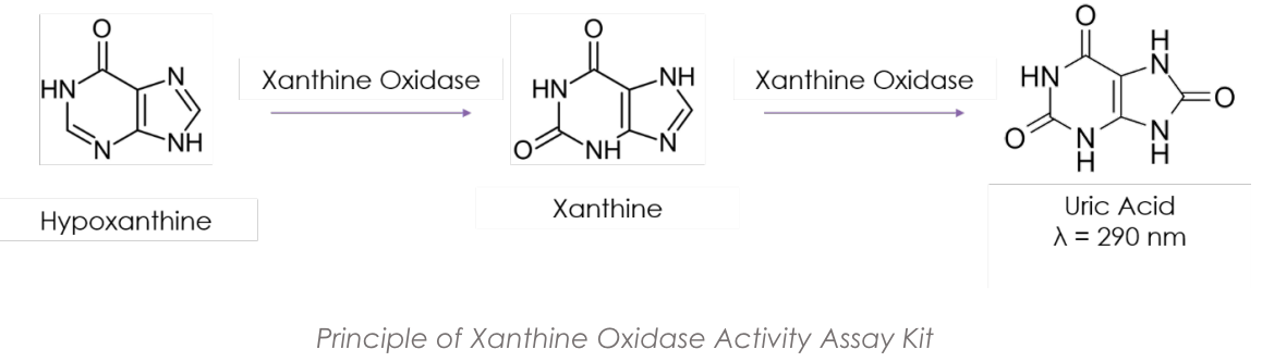 Xanthine.PNG