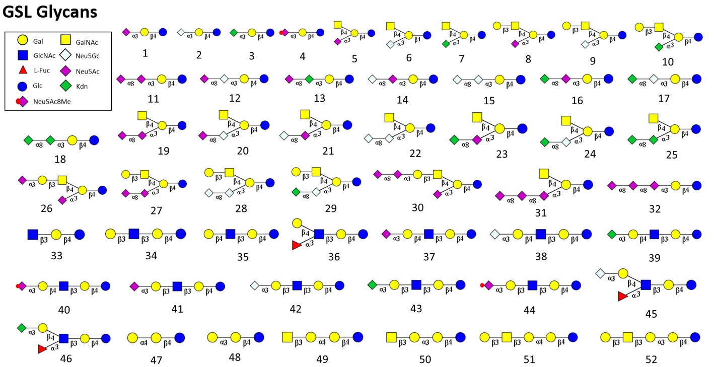 GSL-Glycan-Structures.jpg