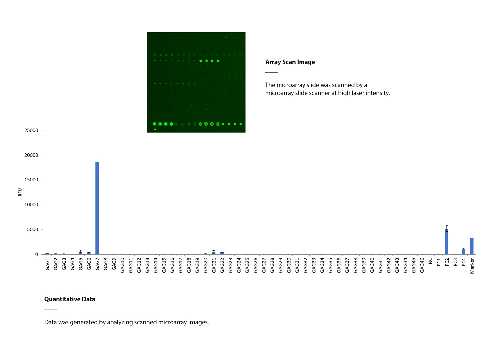 Glycosaminoglycan Array.jpg